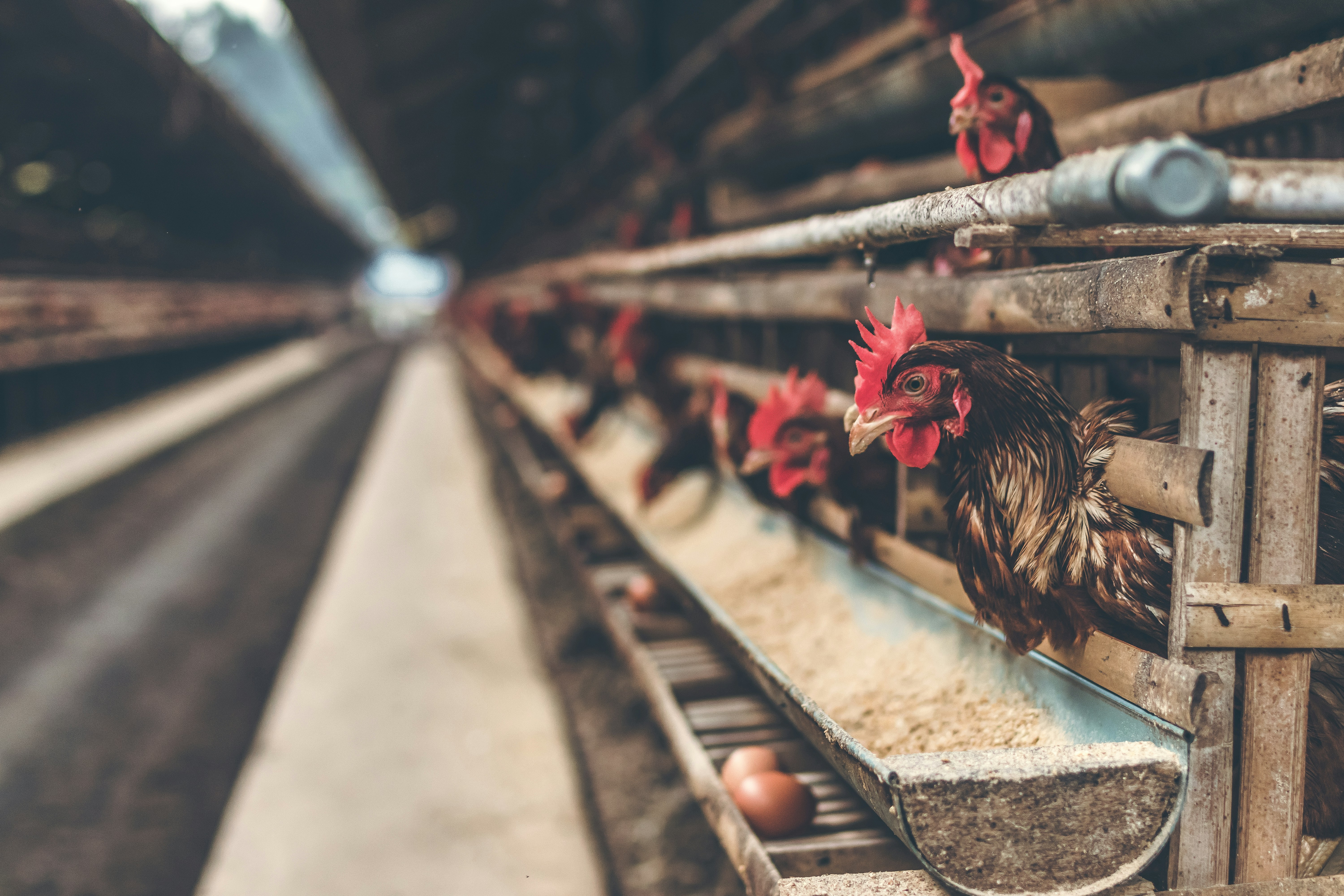 Turning Poultry Farming Into a Predictable Business